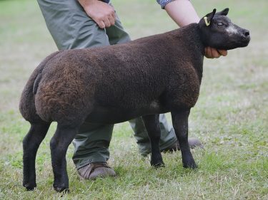 A Blue Texel stood any other breed champion