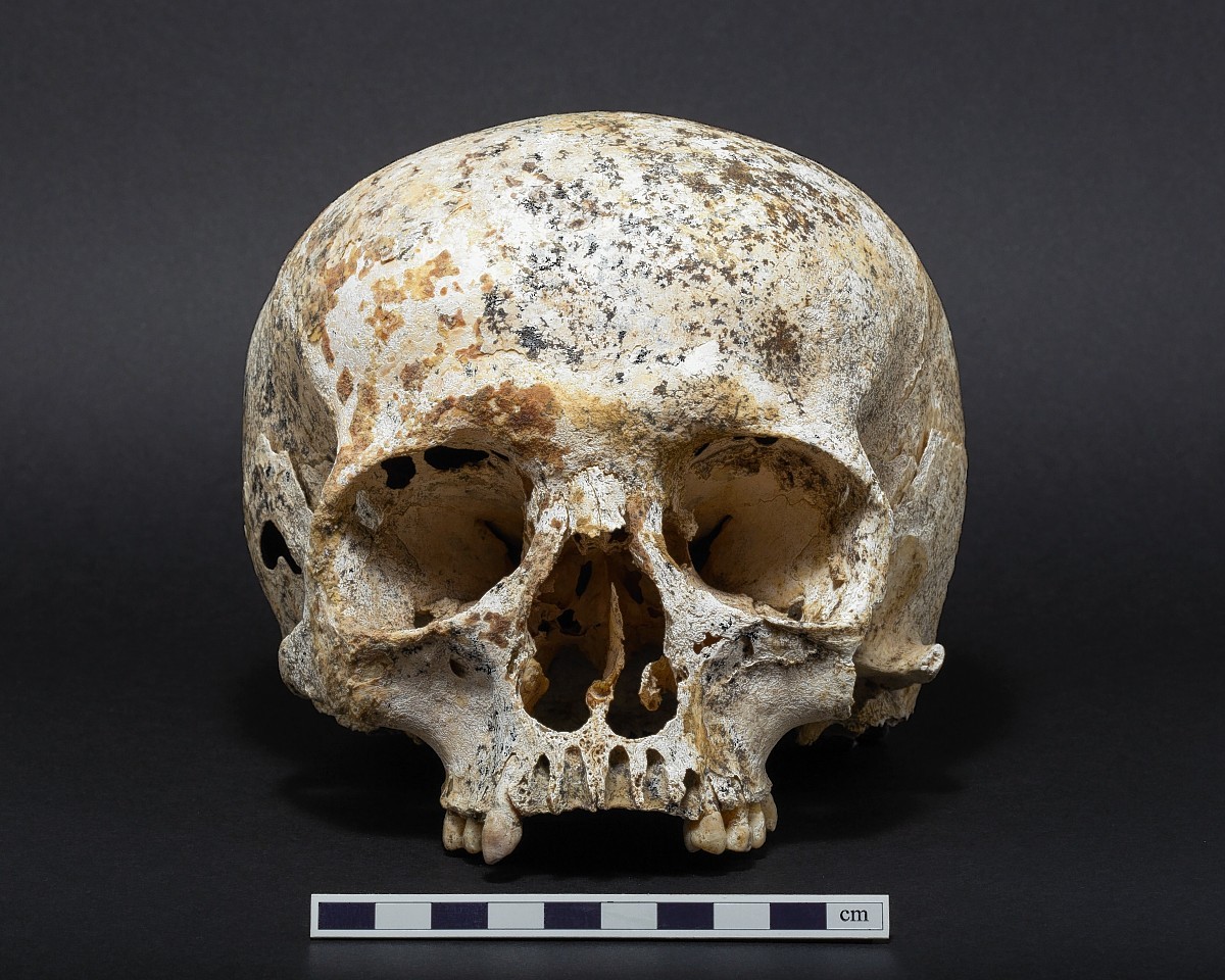 The original skull that Ava's face was reconstructed from