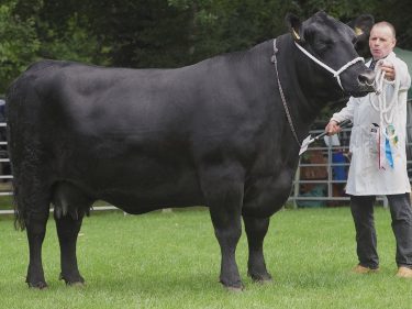 Graham Willox's cow stood Aberdeen-Angus champion