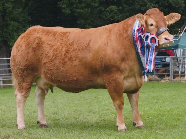 Aileen Ritchie's Limousin cow was reserve beef interbreed champion