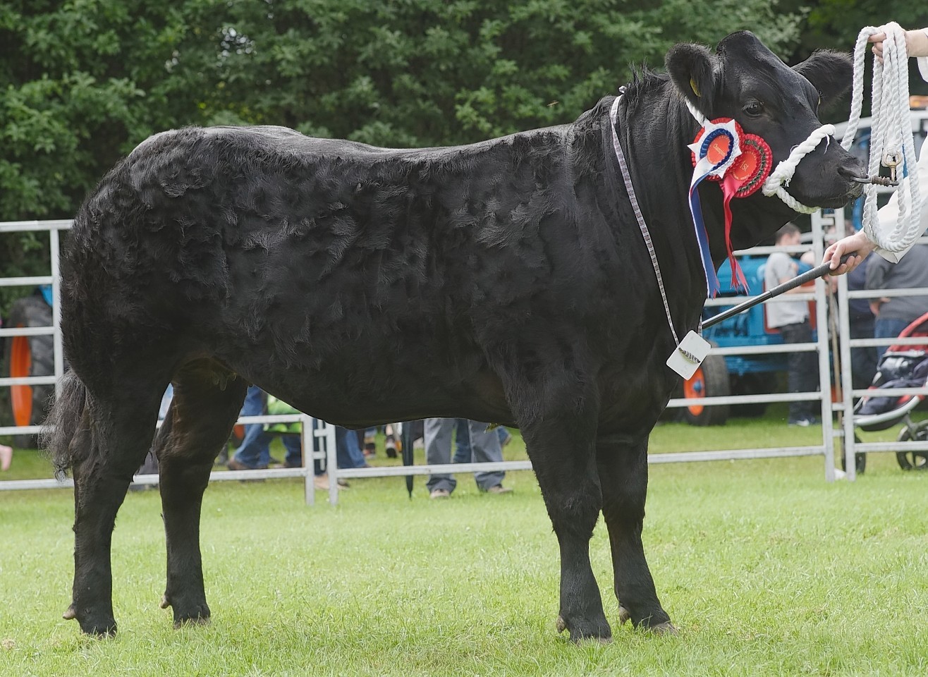 Mark Robertson's commercial heifer stood champion of champions