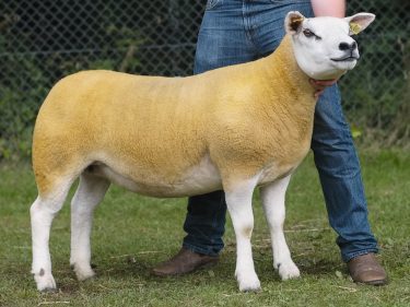 Kenny Pratt's Texel gimmer stood sheep interbreed champion