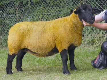 Faith Miskelly's Suffolk was reserve sheep interbreed