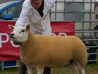 The sheep interbreed champion stood reserve overall