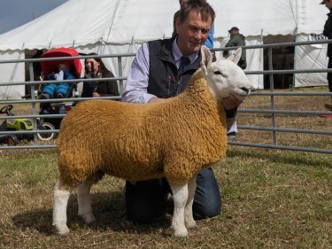 The reserve interbreed sheep champion