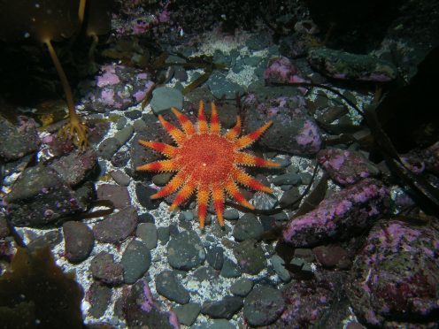 The Common sunstar is just one of the amazing underwater creatures that could be seen on the snorkel trail. Picture: Malcolm Thompson, SNH