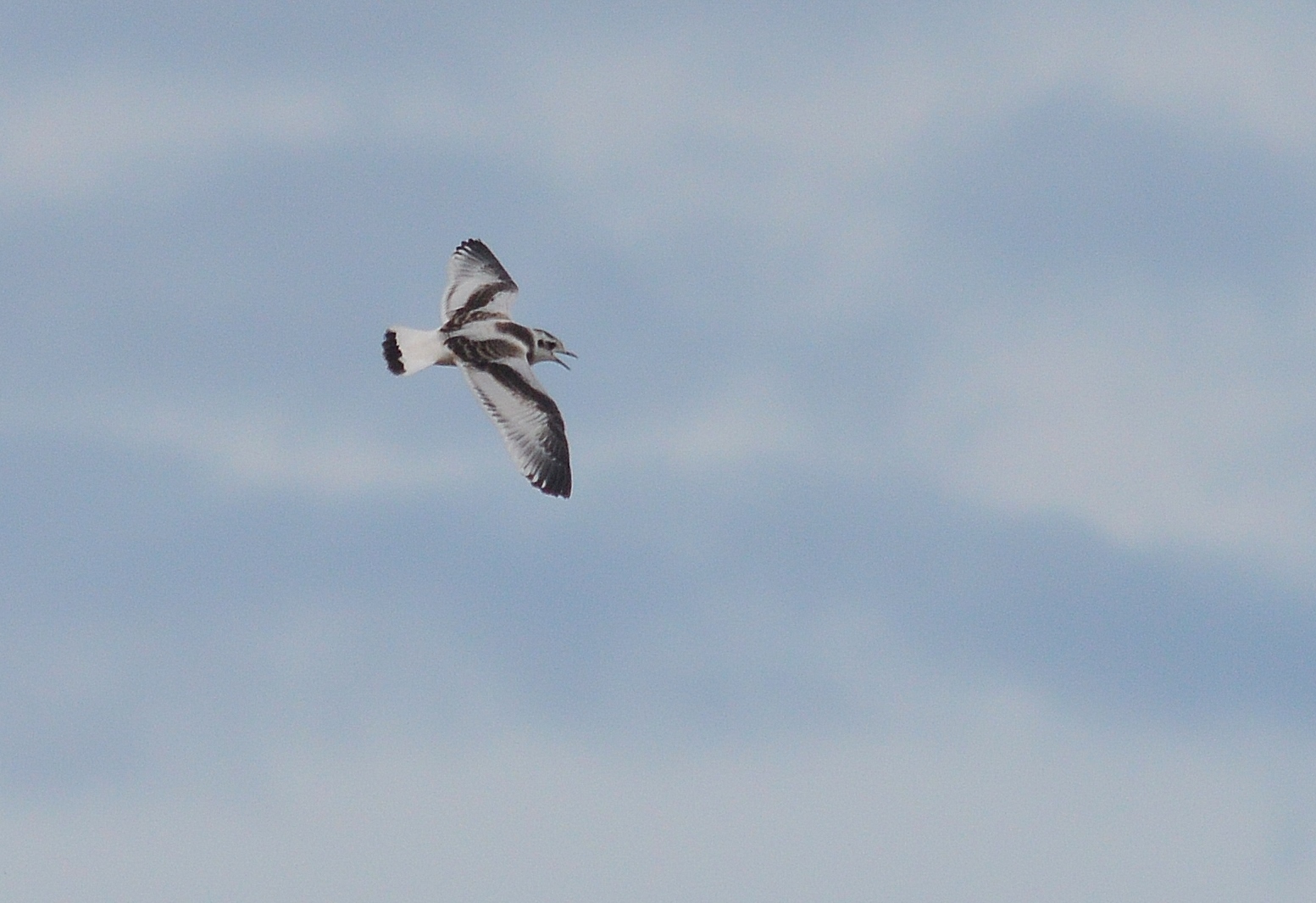 Baby gull in flight - credit Morwenna Egan