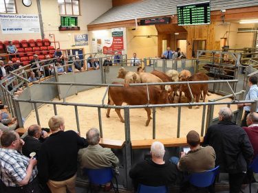 Cattle go through the sale ring