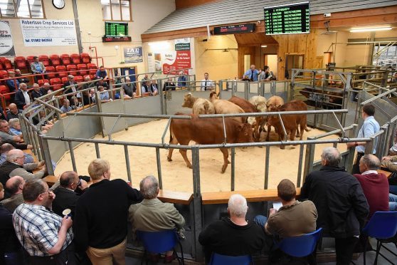 Cattle go through the sale ring at a previous sale