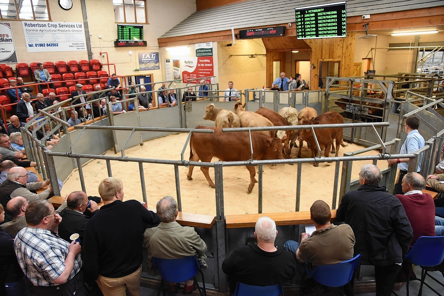 Cattle go through the sale ring at a previous sale
