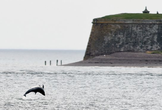 Chanonry Point.

Picture by Sandy McCook.