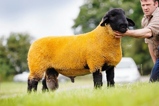 Jimmy Douglas' 15,000gn ram lamb