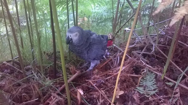 Rio the parrot hiding among the ferns