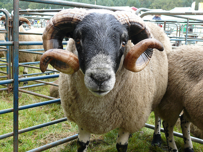 Grantown Show Photo