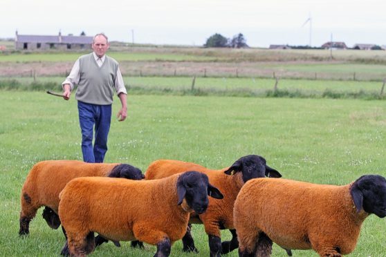 Jimmy Douglas with some of his prized Suffolk sheep