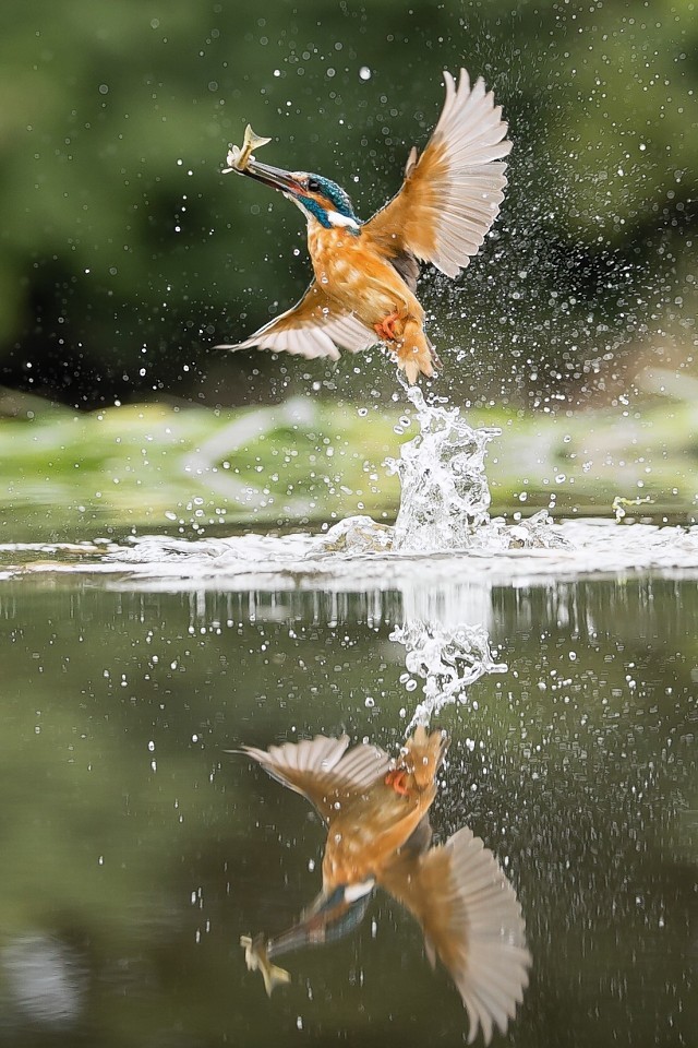 This is the moment a kingfisher swooped for its prey. (Photograph: Norman Watson)