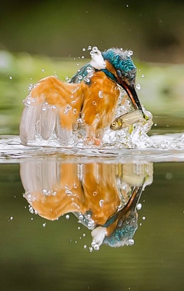 This is the moment a kingfisher swooped for its prey. (Photograph: Norman Watson)