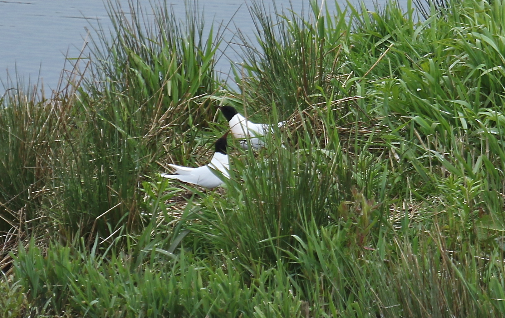 Little gull pair on ground (credit Graham White)