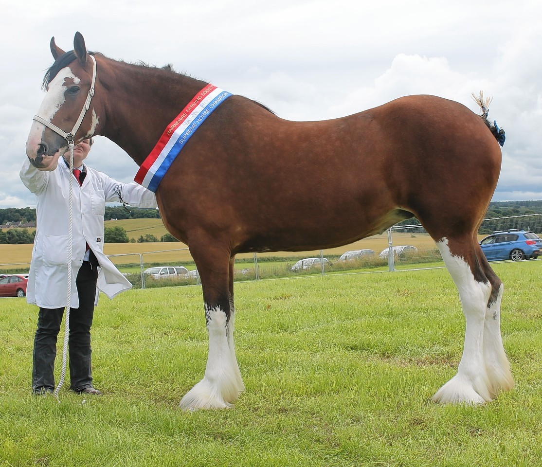 Kilmaclasser Bonnie Lily stood champion of champions