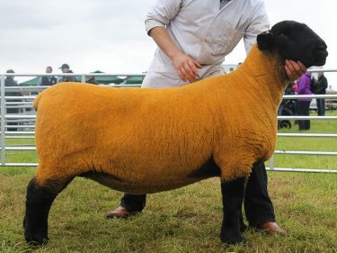 The Suffolk champion stood sheep interbreed champion