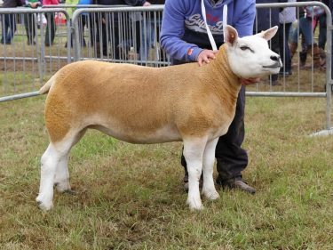 The Texel gimmer stood sheep interbreed champion