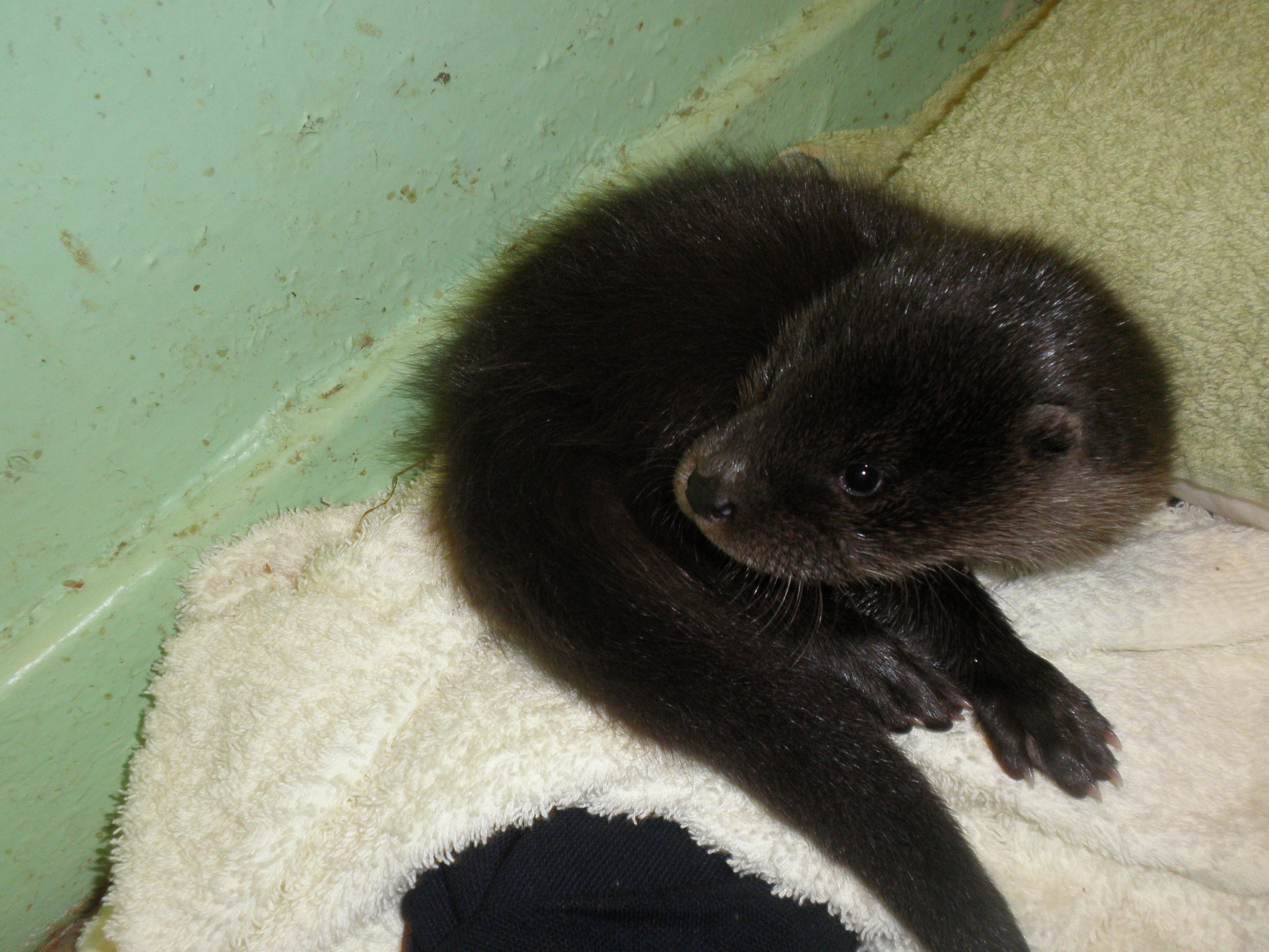 The rescued otter cub who has yet to be given a name