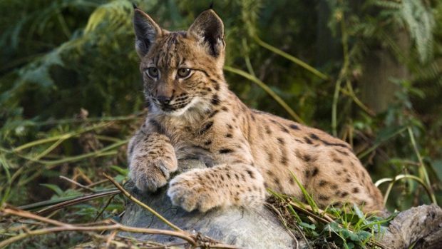 (PA/Lynx UK Trust)