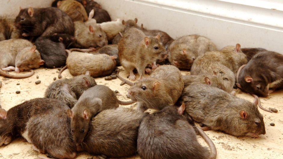 The local authority’s pest control team now responds to reports of rodents on a near weekly basis.