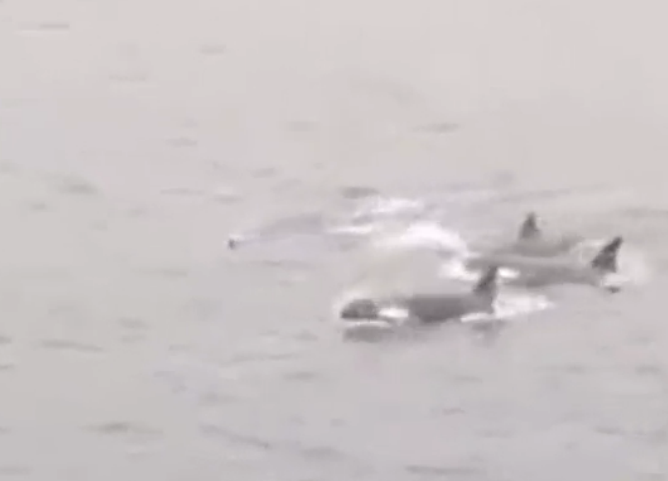 Orcas spotted from the ferry between Lerwick and Aberdeen