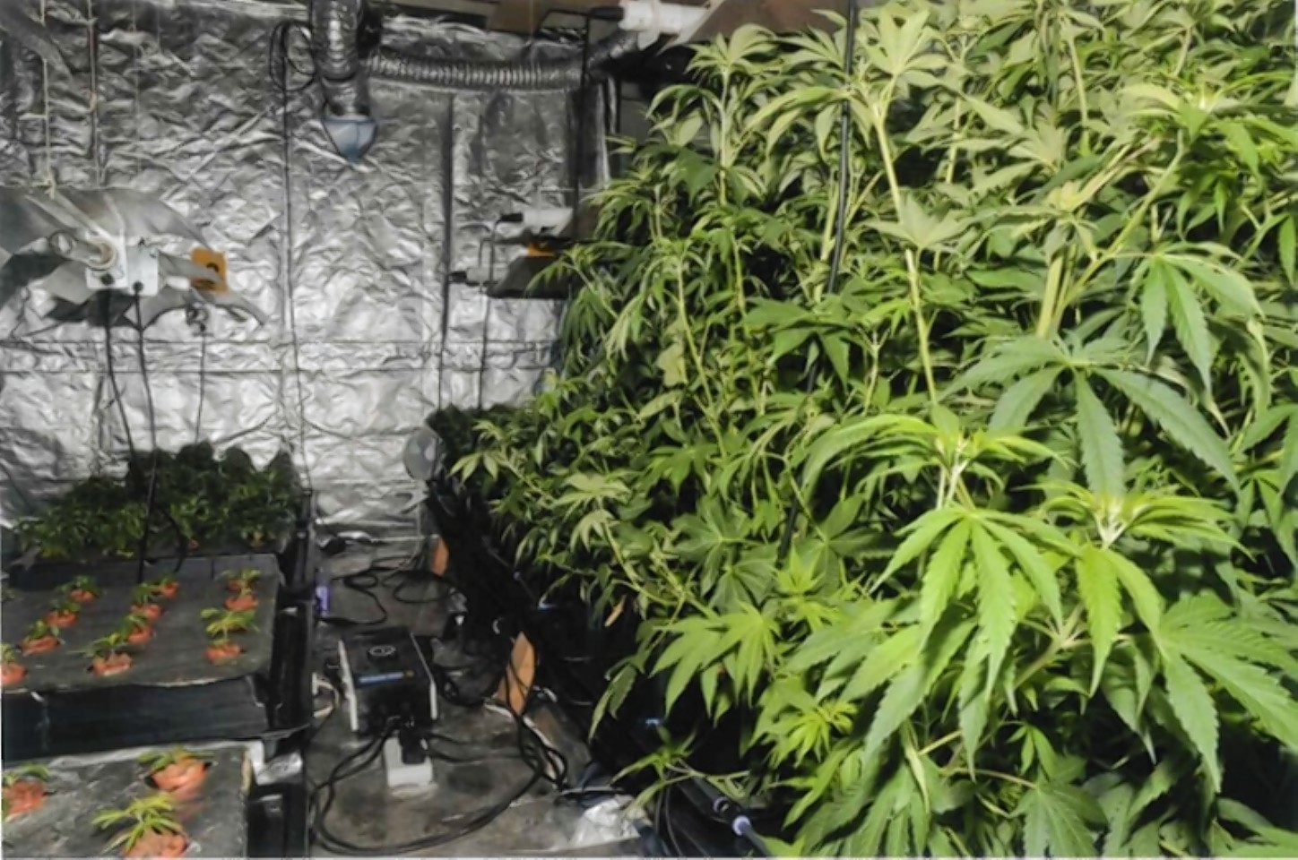 Cannabis cultivations, including those on an industrial scale, have been discovered across the north and north-east of Scotland