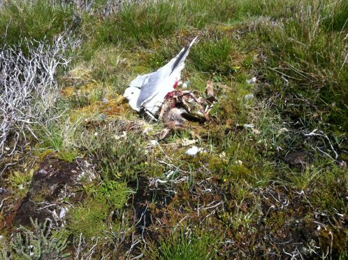 the trapped herring gull at Geallaig Hill