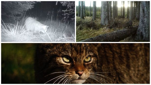 A bastion of the Scottish wildcat has been discovered in the Aberdeenshire wilderness.