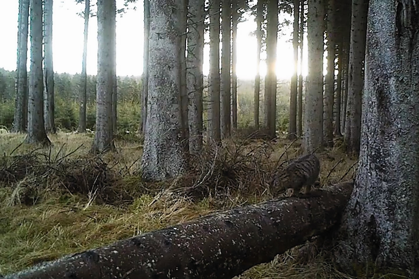 The animals roaming the woods of Aberdeenshire in footage captured by Kevin Bell.