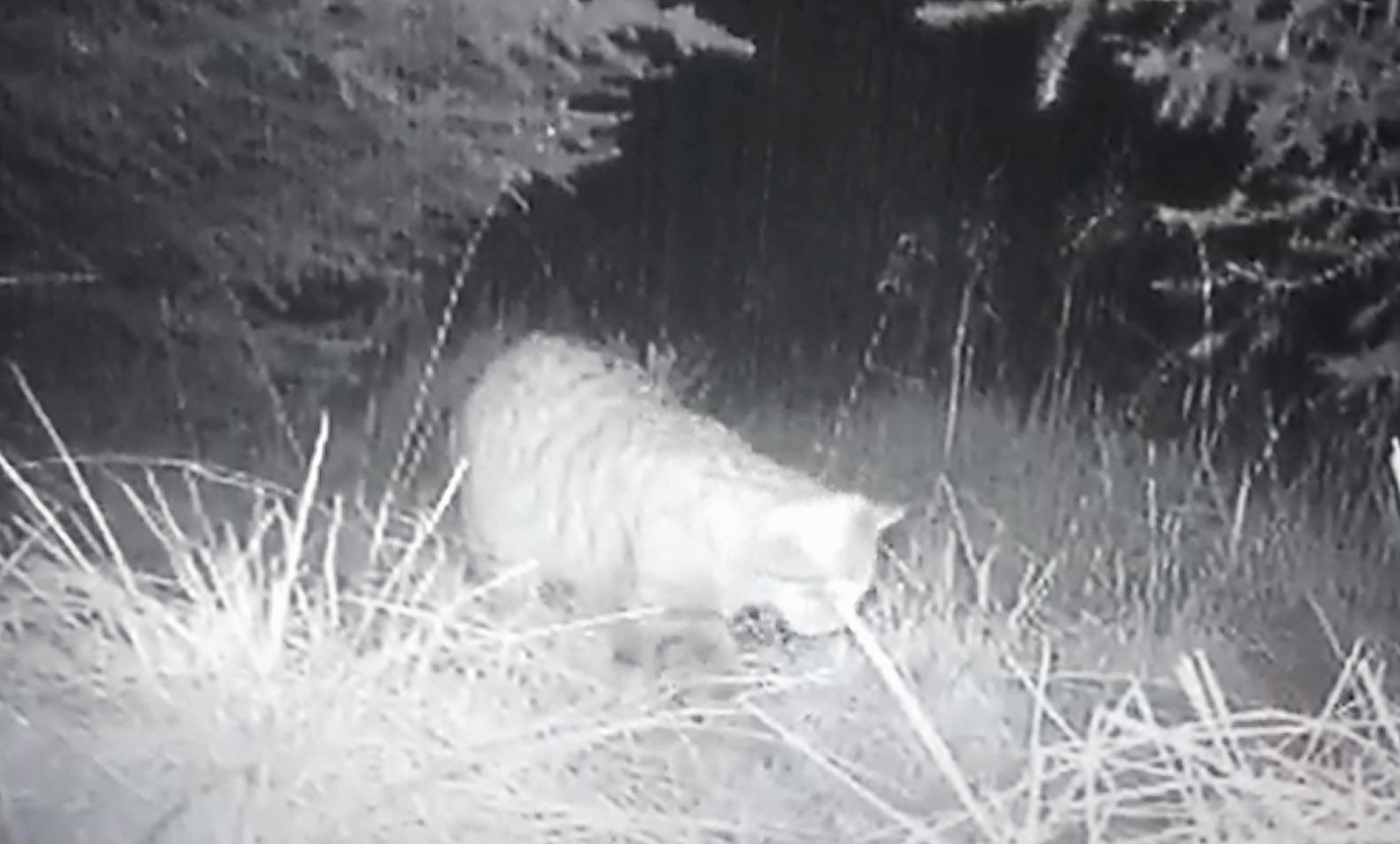 The animals roaming the woods of Aberdeenshire in footage captured by Kevin Bell.