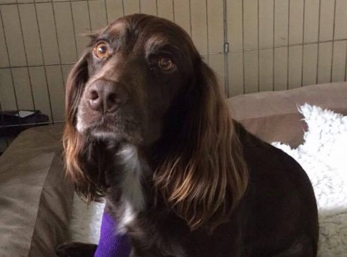 Darcy the spaniel has been named Pet Survivor of the Year
