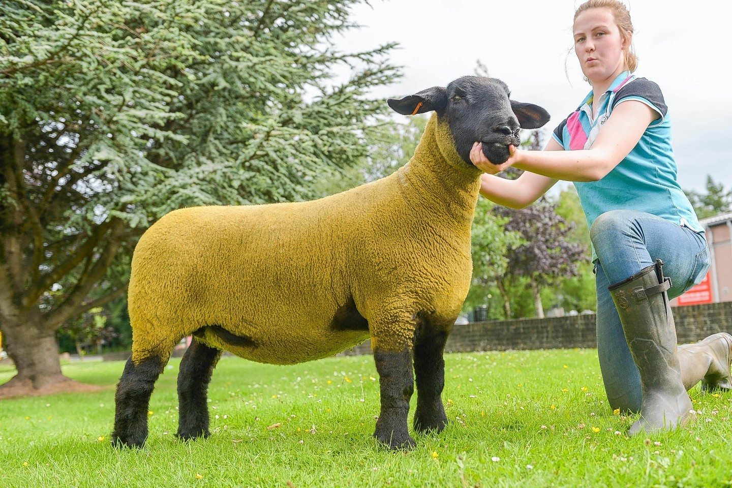 The top priced ewe