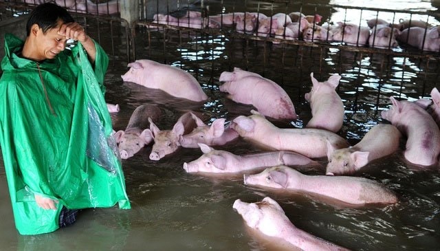 The pigs were surrounded by flood water.
