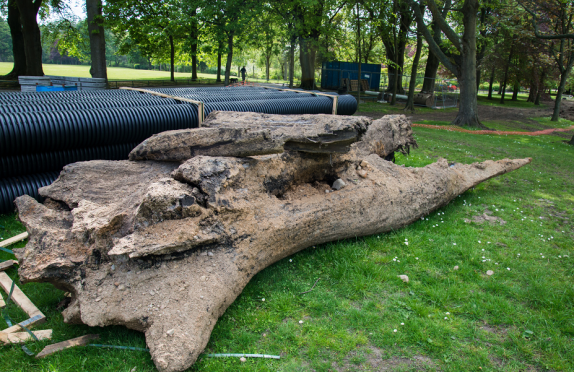 The rock resting atop the tree trunk at Seaton Park