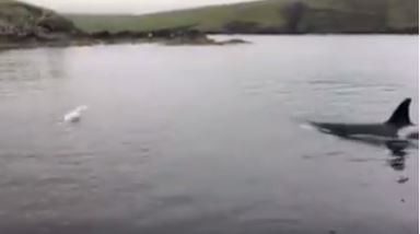This is the moment a seal escaped a killer whale as it was about to attack.