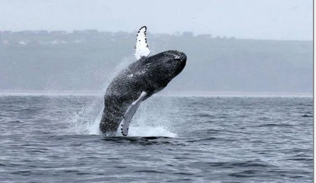 A whale off the north-east coast of Lewis. (Picture: Nick Davies/SWNS)