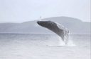 A group of seven whales breached from the water at Tuimpan Head, off the north-east coast of Lewis. (Picture: Nick Davies/SWNS)