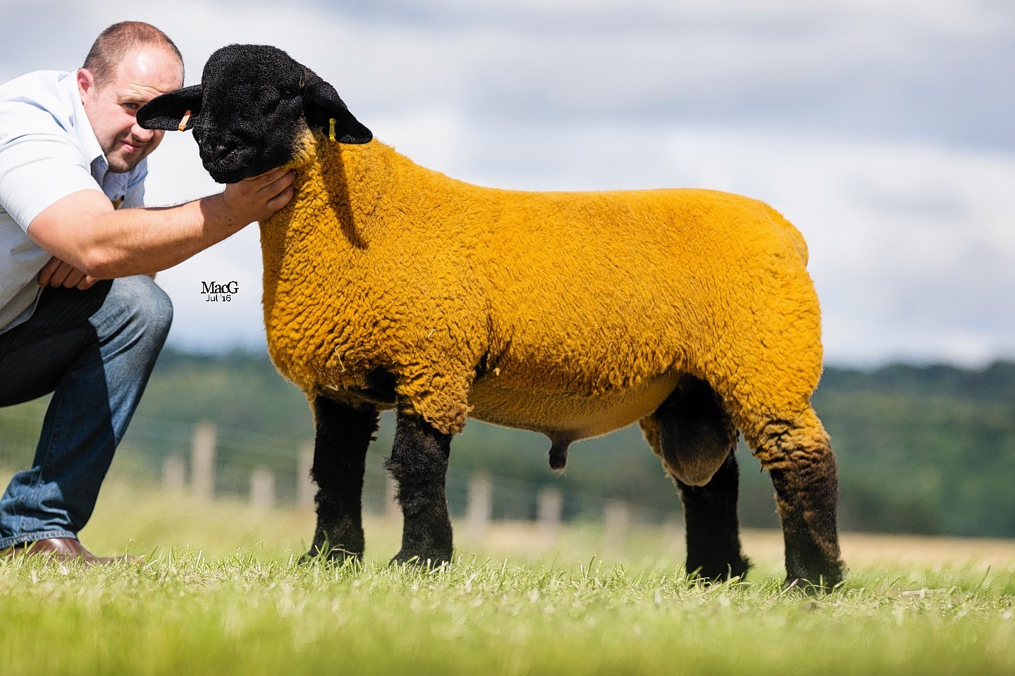 Denis Taylor's sale-topping 20,000gn ram lamb