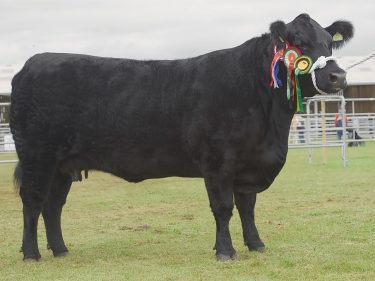 Donald Rankin's Aberdeen-Angus cow was reserve beef interbreed