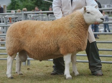 The reserve sheep interbreed champion