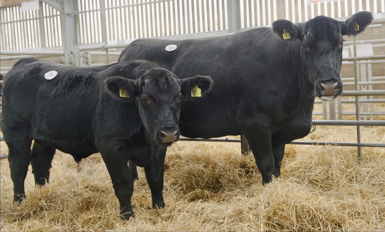 The 35,000gn Blelack cow and her calf which sold for 10,000gn