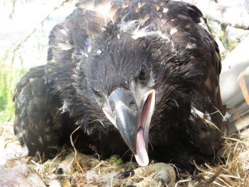 Chick at West Ardhu, photo by Lewis Pate