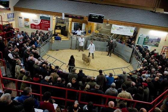 A ram goes through the ring at last year's sale.