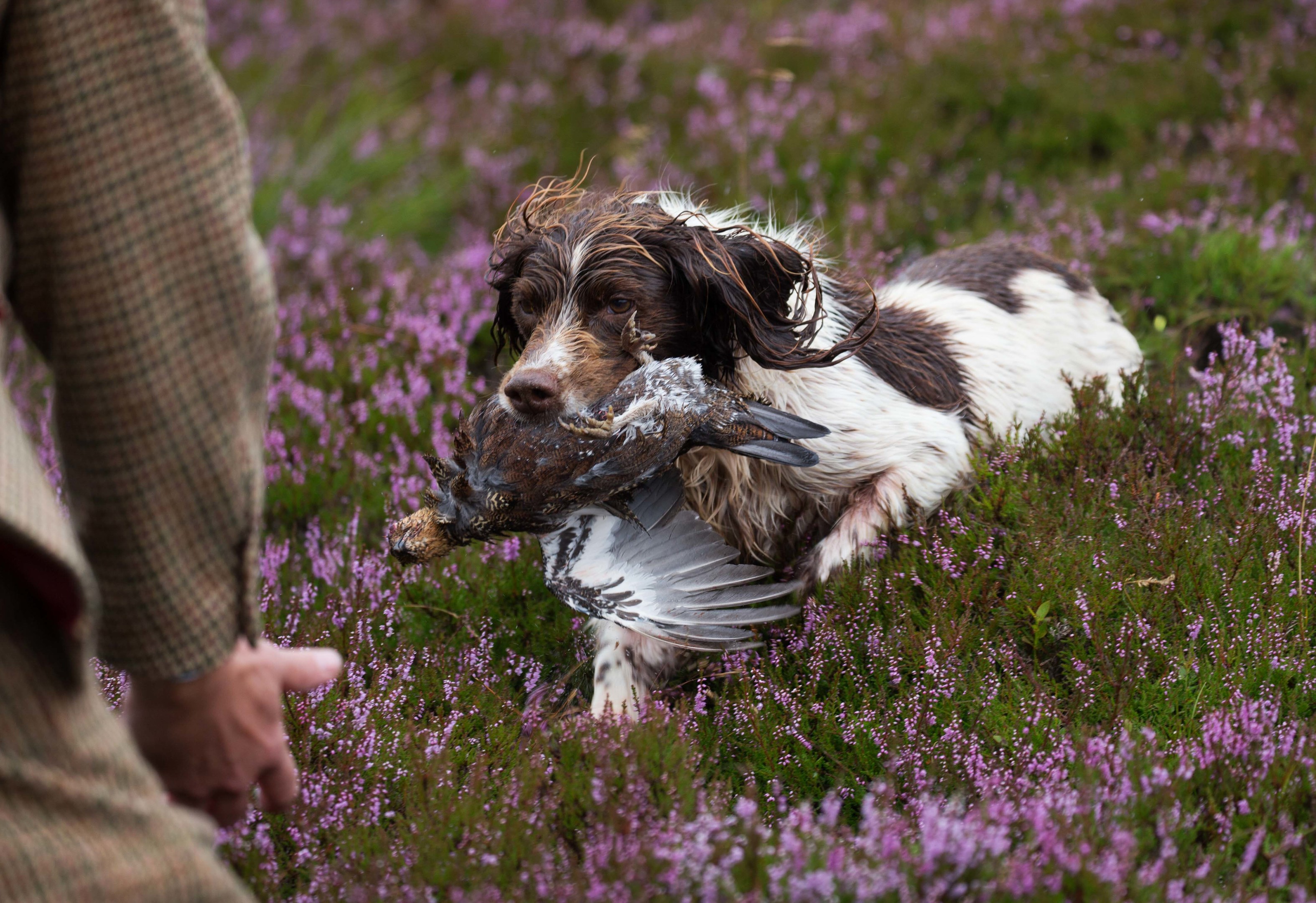 The Glorious Twelfth launcehd by the Gift of Grouse on The Abercairny Estate near Crieff in Perthshire…12.08.16 Dino the spaniel pictured on the grouse moors of the Abercairny estate this morning bringing a grouse to his owner gamekeeper Phil Lowe Picture by Graeme Hart. Copyright Perthshire Picture Agency Tel: 01738 623350 Mobile: 07990 594431