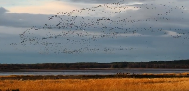 Geese flying over Findhorn Bay.