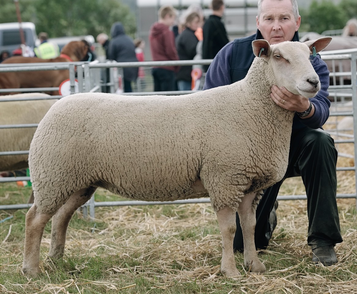 Eilidh and Erin Duncan's Charollais champion stood sheep interbreed supreme